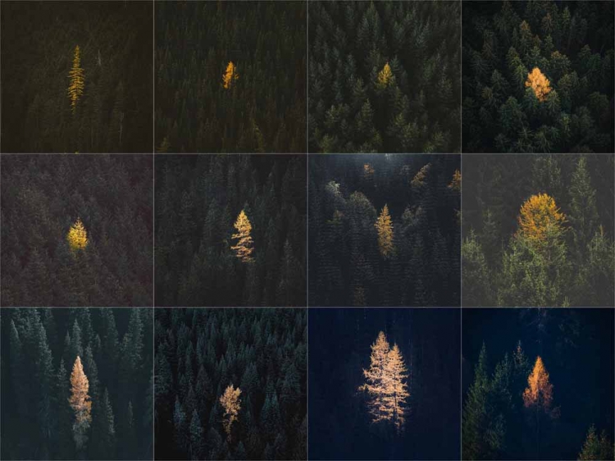 https://emmasheffer.com:443/files/gimgs/th-47_Yellow tree 1_v2.jpg