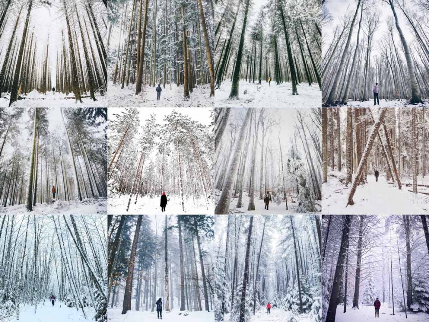 https://emmasheffer.com:443/files/gimgs/th-47_SNOW FOREST 1_v2.jpg